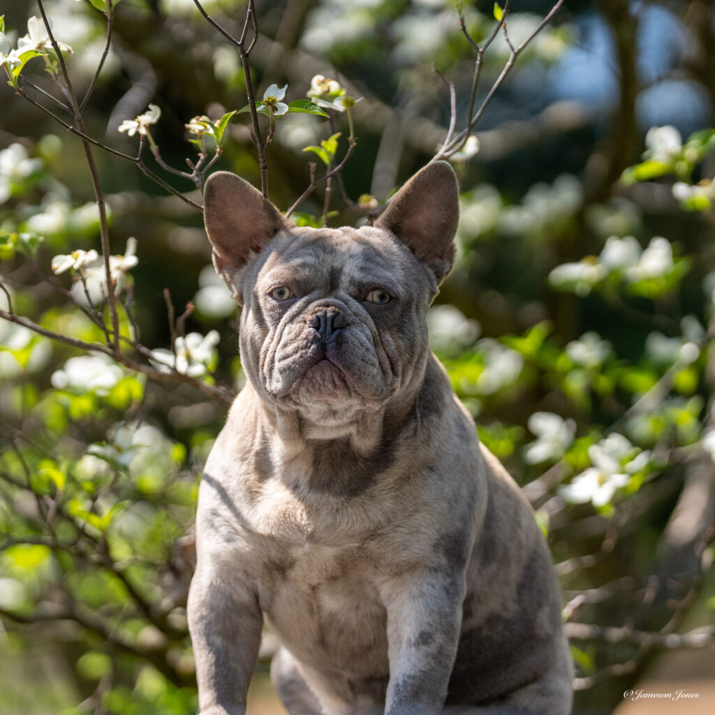 Fat Boy (4-29-23)-2 Frenchie Bulldog Puppy