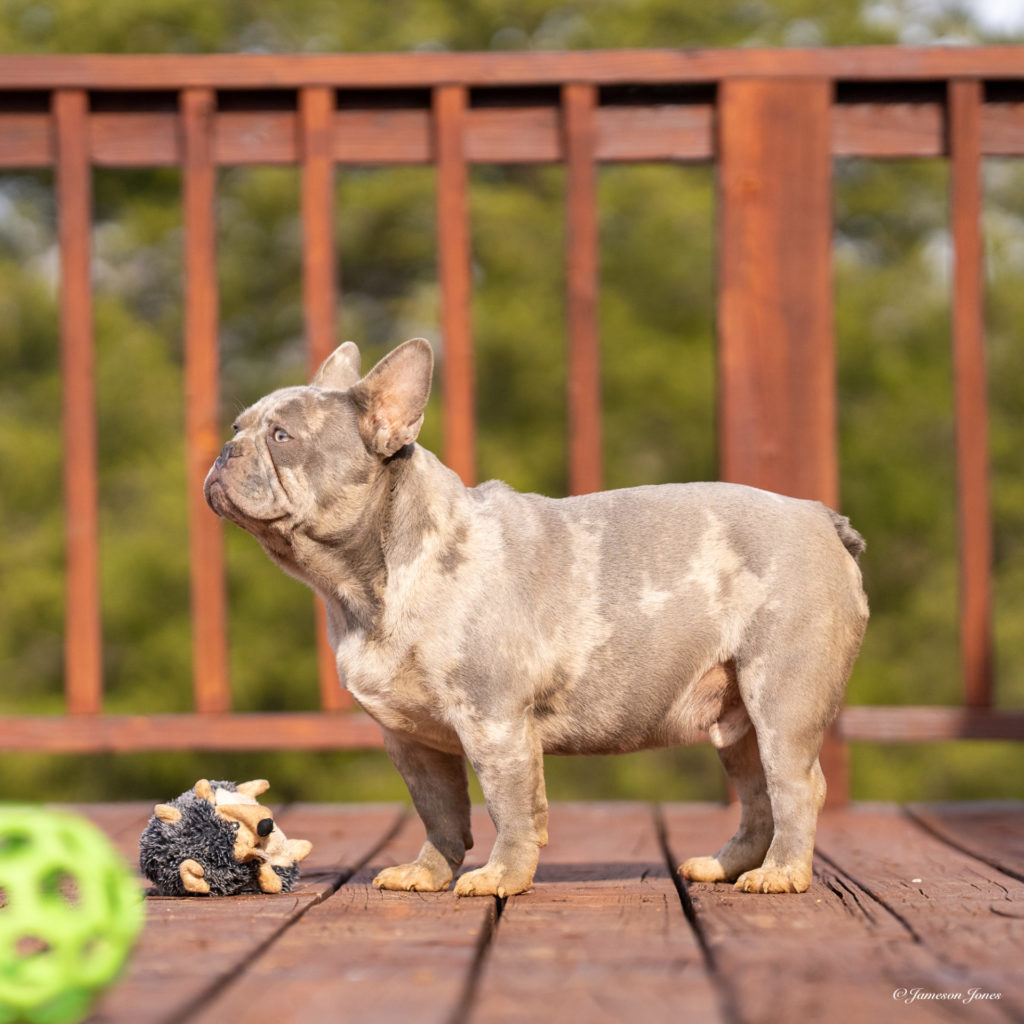 Fat Boy (1-2-23)-3 Frenchie Bulldog Puppy