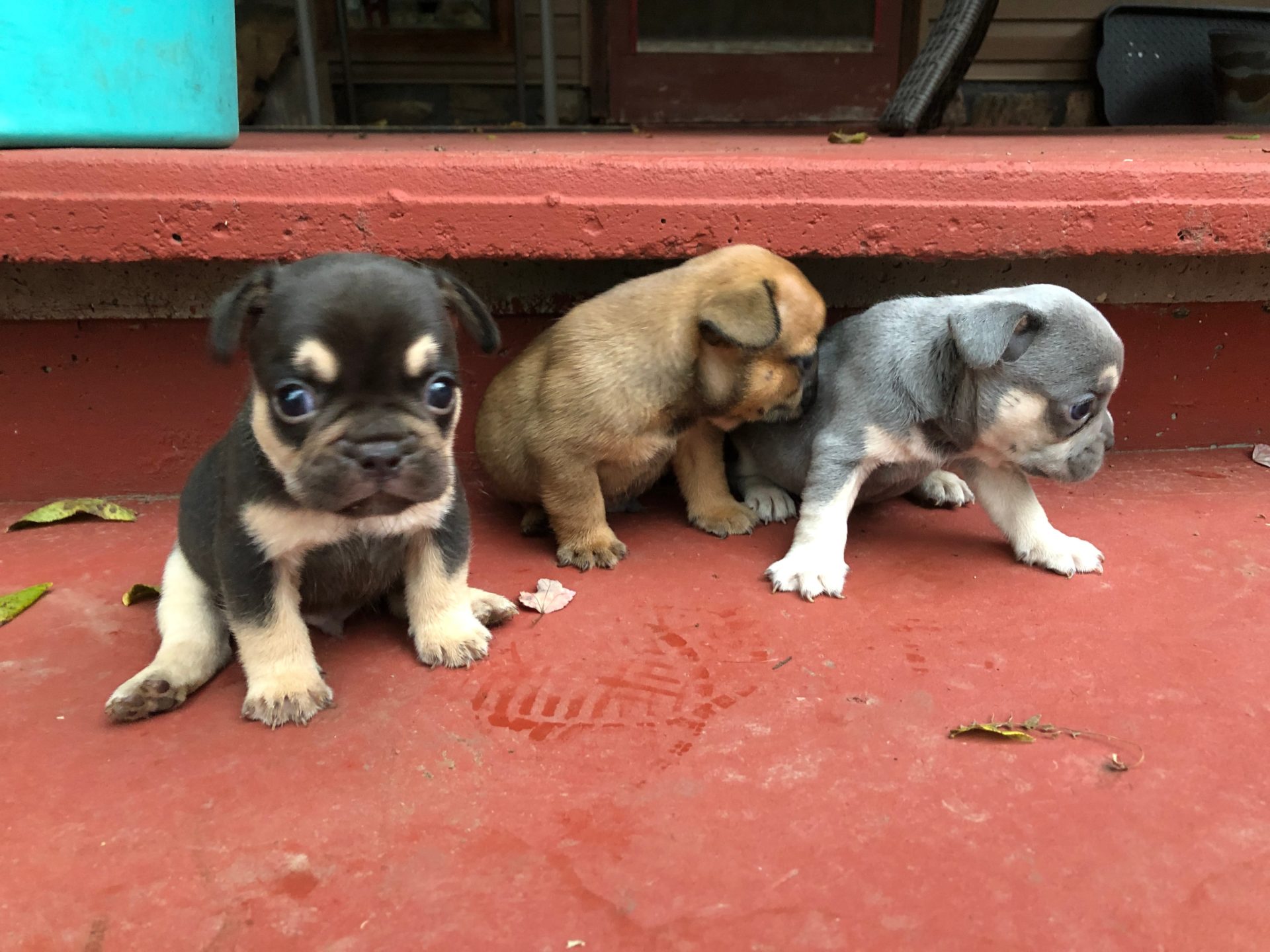 Dogwood Hills French Bulldogs