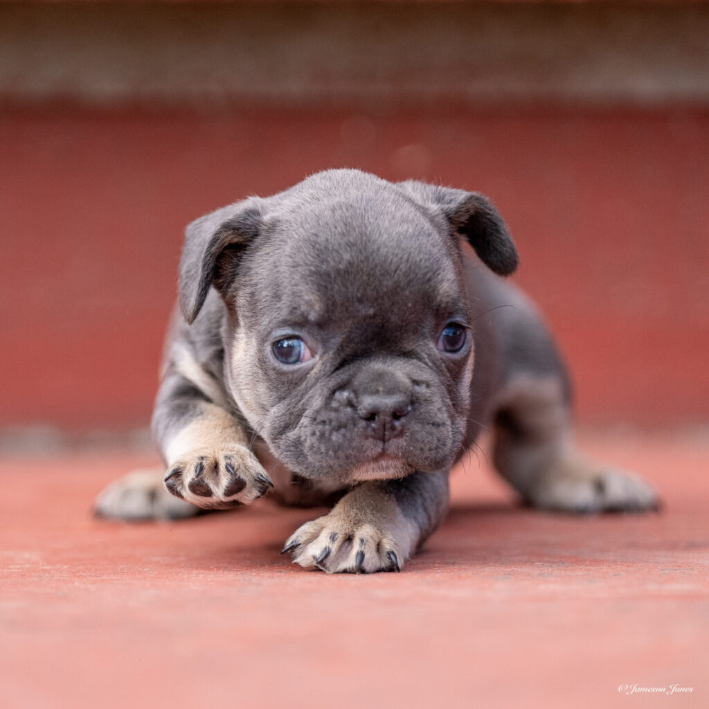 Male 28 (4-2-23)-6 Frenchie Bulldog Puppy