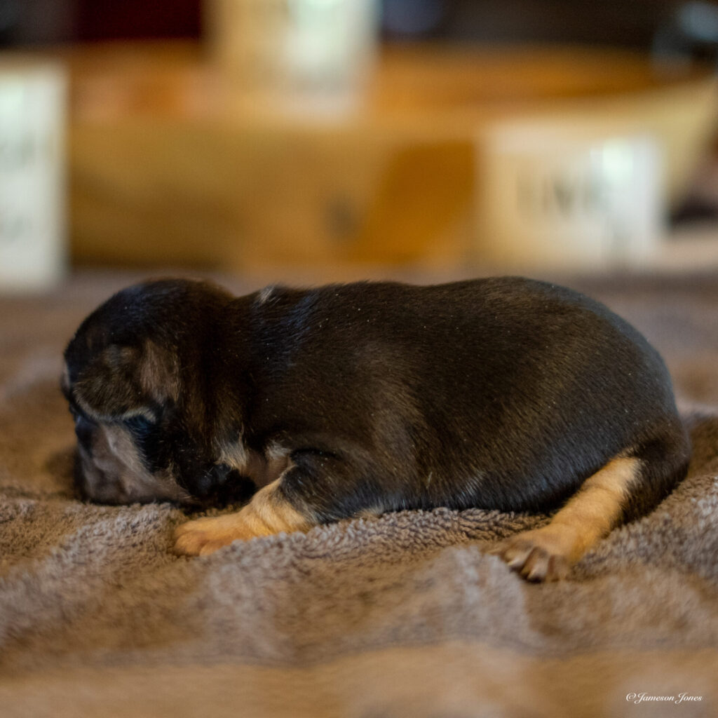 Male 24 (3-12-23)-4 Frenchie Bulldog Puppy