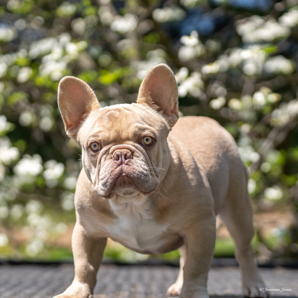 King Dano (4-29-23)-1 Frenchie Bulldog Puppy