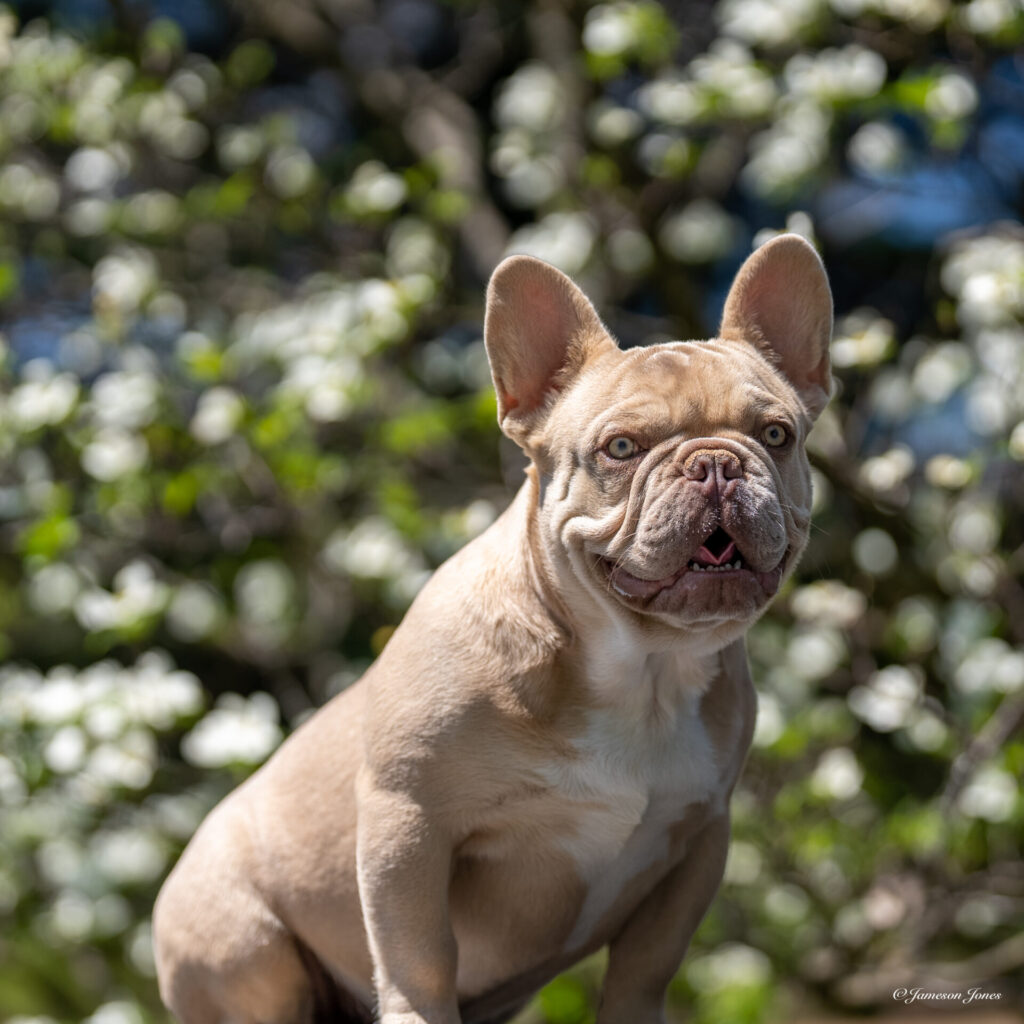 King Dano (4-29-23)-2 Frenchie Bulldog Puppy