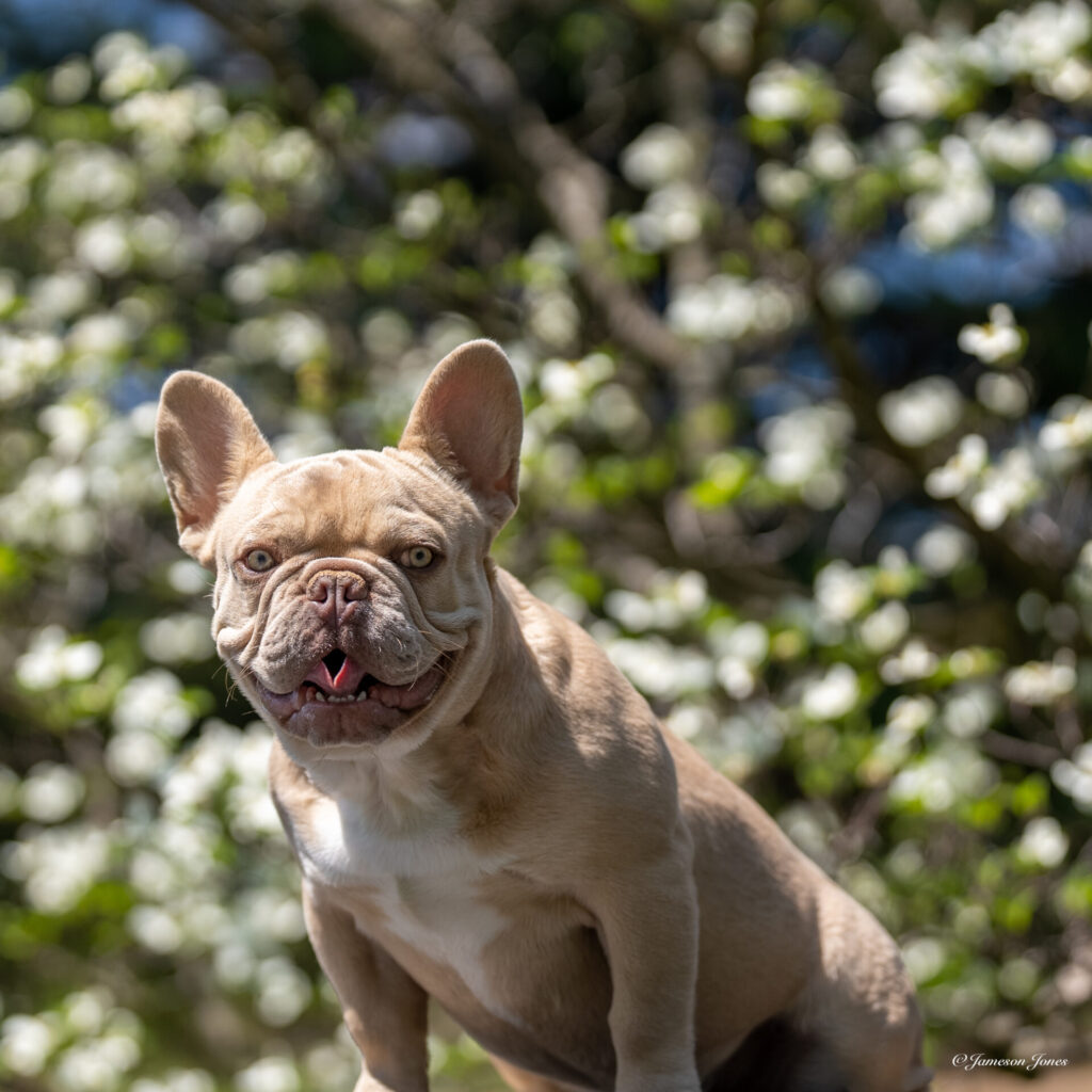 King Dano (4-29-23)-3 Frenchie Bulldog Puppy