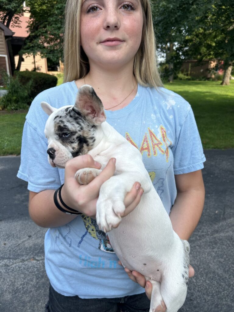 IMG_4950 Frenchie Bulldog Puppy