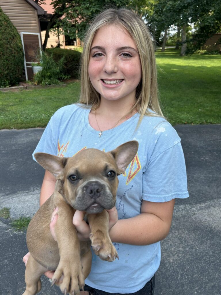 IMG_4924 Frenchie Bulldog Puppy