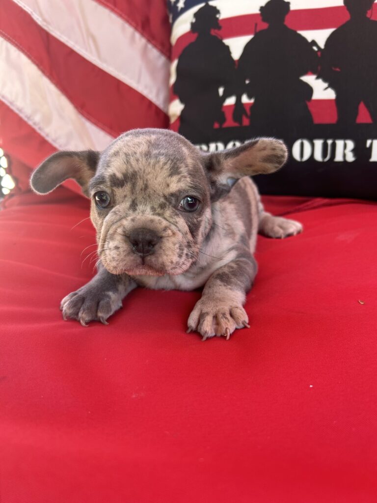 IMG_4742 Frenchie Bulldog Puppy