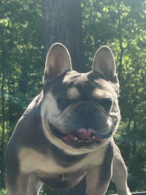95ACC3DF- Frenchie Bulldog Puppy