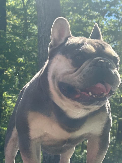 IMG_7559 Frenchie Bulldog Puppy