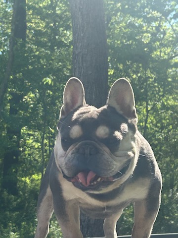 IMG_7561 Frenchie Bulldog Puppy