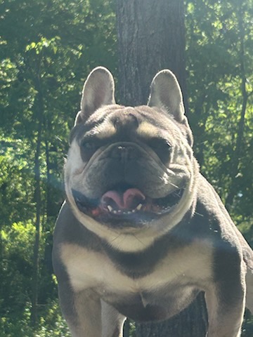 IMG_7570 Frenchie Bulldog Puppy