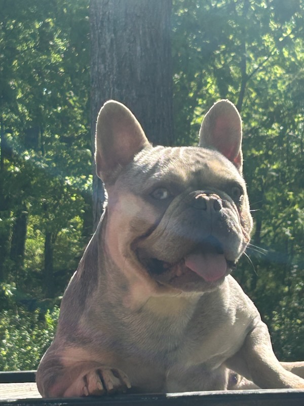 IMG_7575 Frenchie Bulldog Puppy