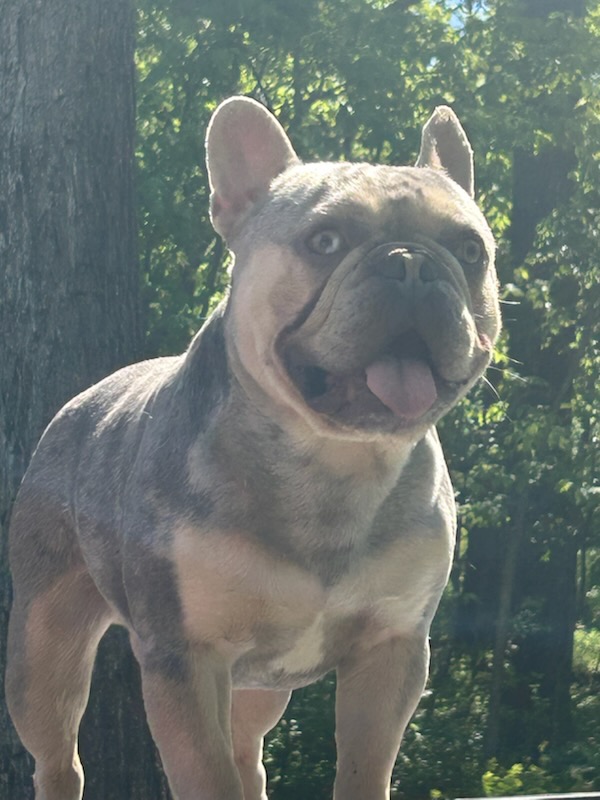 IMG_7576 Frenchie Bulldog Puppy