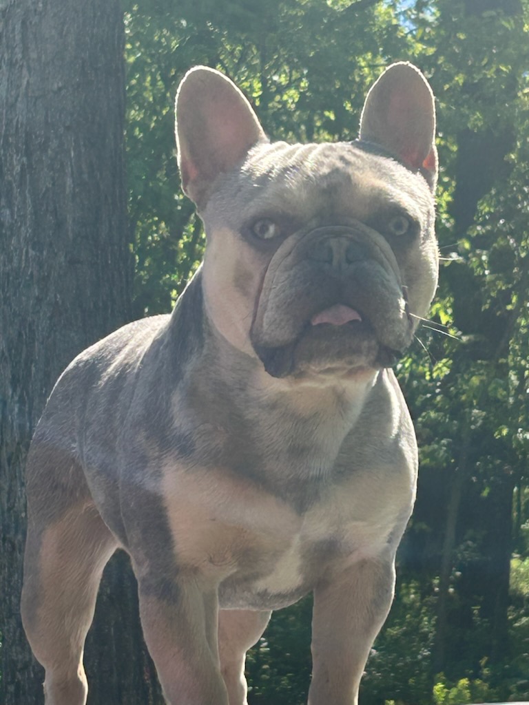 IMG_7577 Frenchie Bulldog Puppy